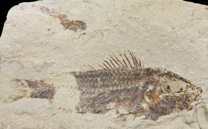 Bargain, Cretaceous Fossil Fish (Pateroperca) - Lebanon #147215